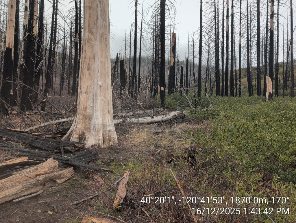 Illegal 70 + Acre Herbicide Application Photos and Evidence for the Lahontan Water Board 253 IMG 20251216 134342