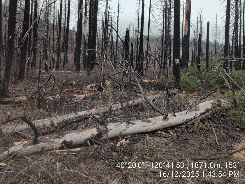 Illegal 70 + Acre Herbicide Application Photos and Evidence for the Lahontan Water Board 254 IMG 20251216 134354