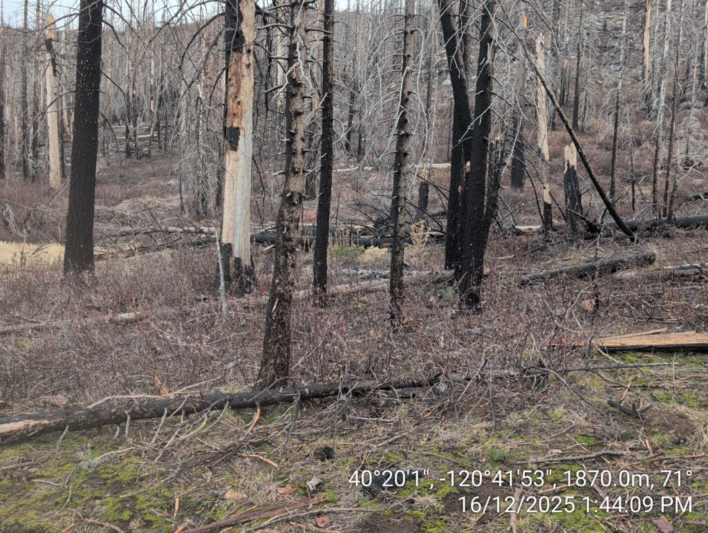 Illegal 70 + Acre Herbicide Application Photos and Evidence for the Lahontan Water Board 256 IMG 20251216 134409 1