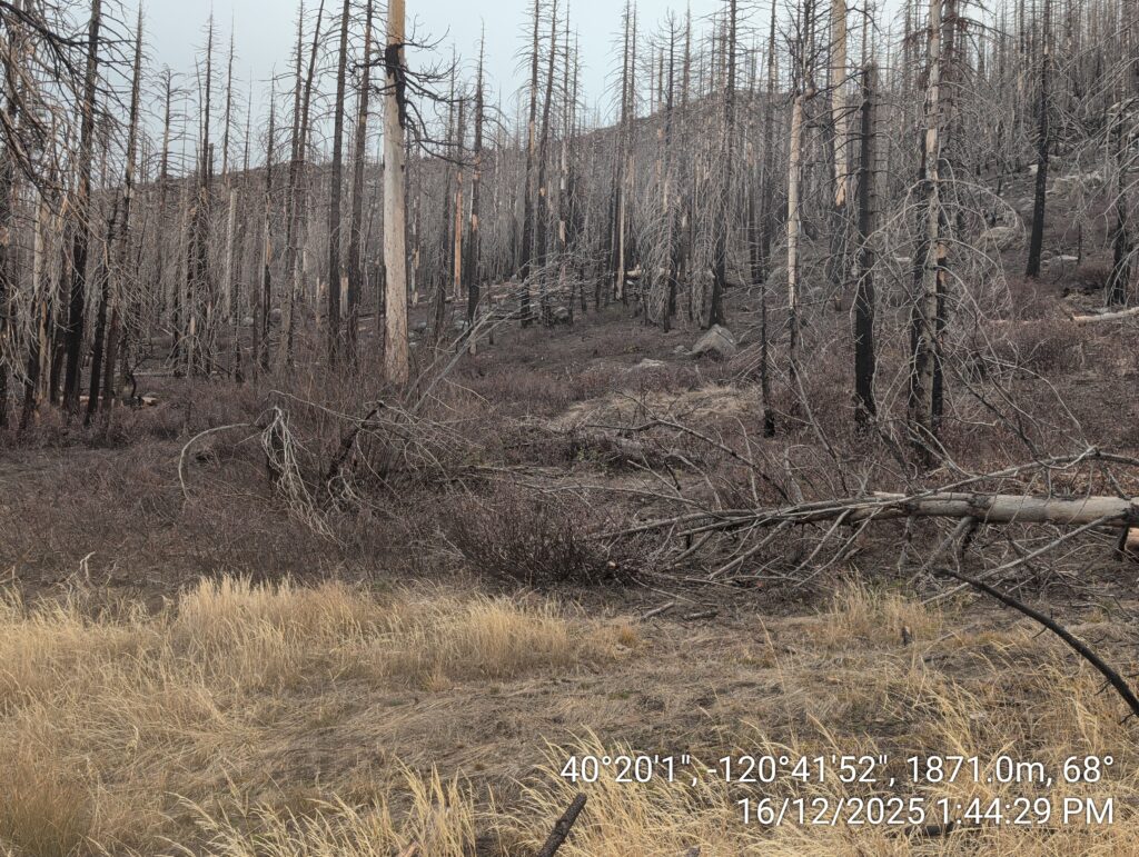 Illegal 70 + Acre Herbicide Application Photos and Evidence for the Lahontan Water Board 257 IMG 20251216 134429 1