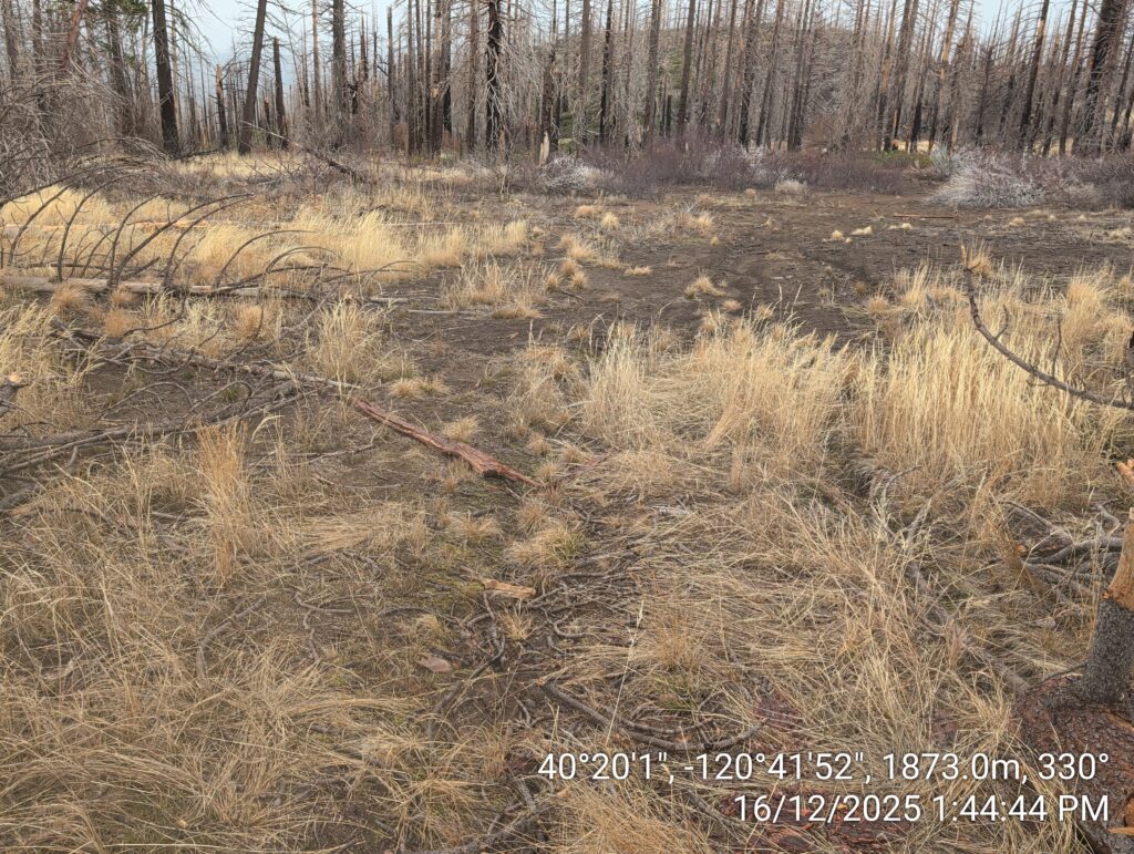 Illegal 70 + Acre Herbicide Application Photos and Evidence for the Lahontan Water Board 259 IMG 20251216 134444 1