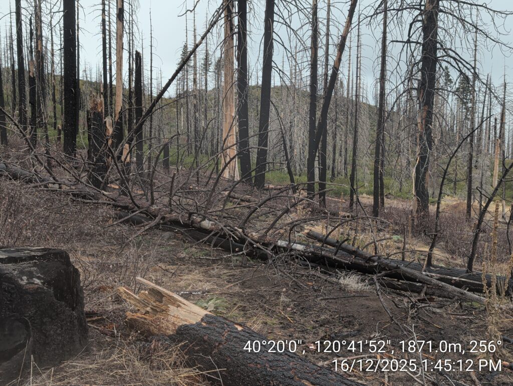 Illegal 70 + Acre Herbicide Application Photos and Evidence for the Lahontan Water Board 261 IMG 20251216 134512