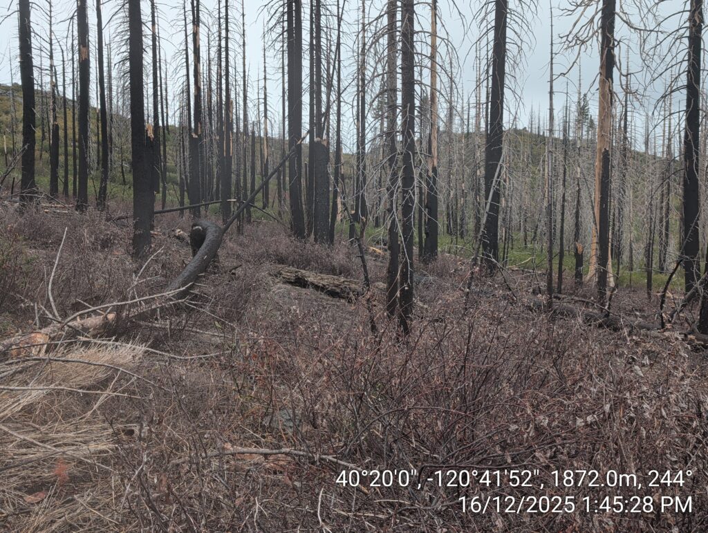 Illegal 70 + Acre Herbicide Application Photos and Evidence for the Lahontan Water Board 263 IMG 20251216 134528