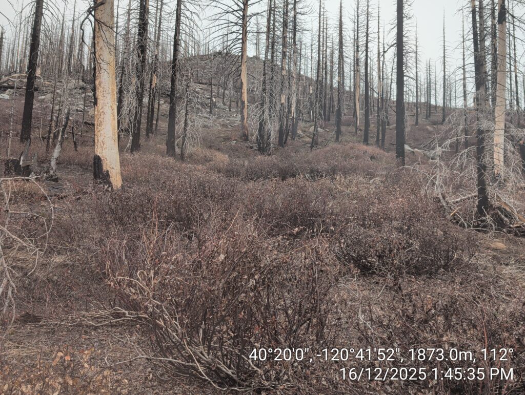 Illegal 70 + Acre Herbicide Application Photos and Evidence for the Lahontan Water Board 264 IMG 20251216 134535