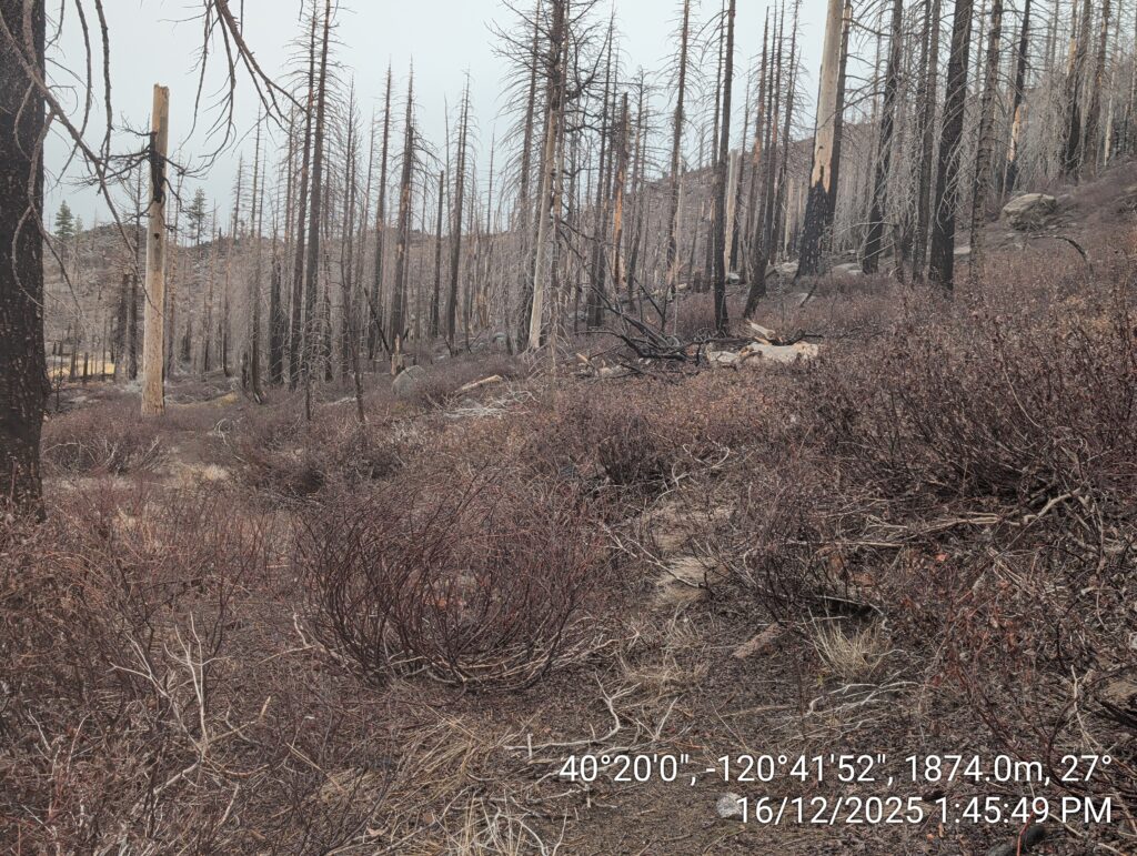 Illegal 70 + Acre Herbicide Application Photos and Evidence for the Lahontan Water Board 266 IMG 20251216 134549