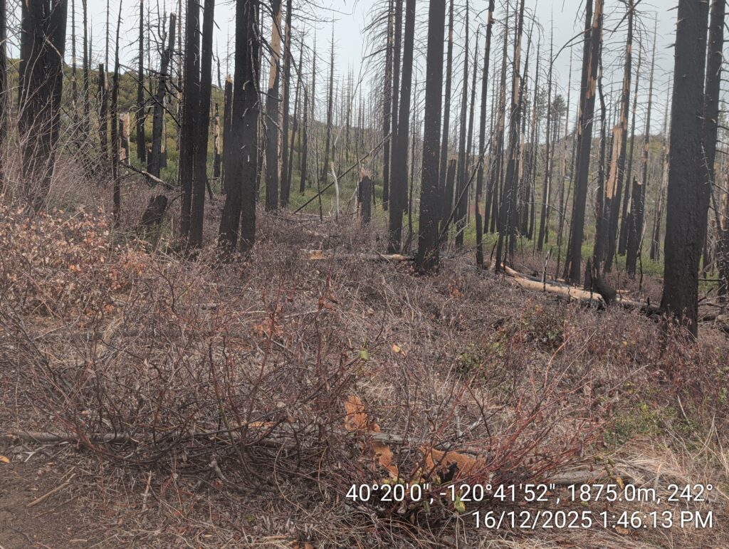 Illegal 70 + Acre Herbicide Application Photos and Evidence for the Lahontan Water Board 271 IMG 20251216 134613