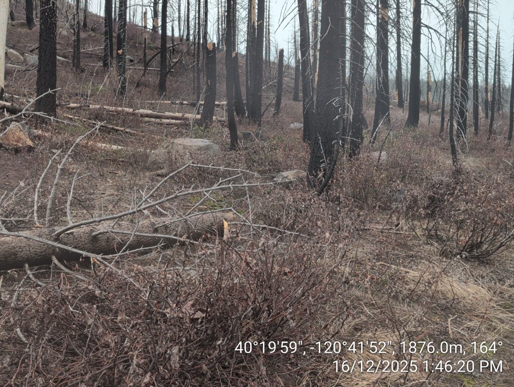 Illegal 70 + Acre Herbicide Application Photos and Evidence for the Lahontan Water Board 273 IMG 20251216 134620 1
