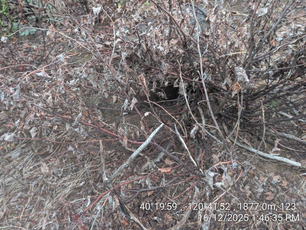 Illegal 70 + Acre Herbicide Application Photos and Evidence for the Lahontan Water Board 274 IMG 20251216 134635 1
