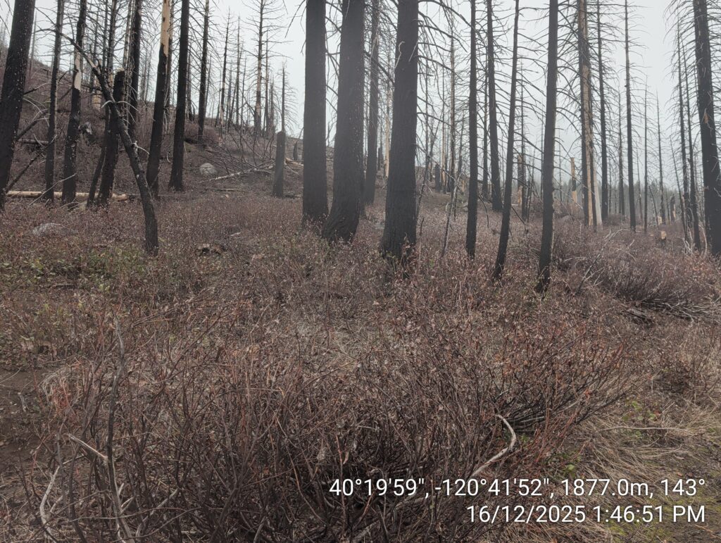Illegal 70 + Acre Herbicide Application Photos and Evidence for the Lahontan Water Board 275 IMG 20251216 134651 1