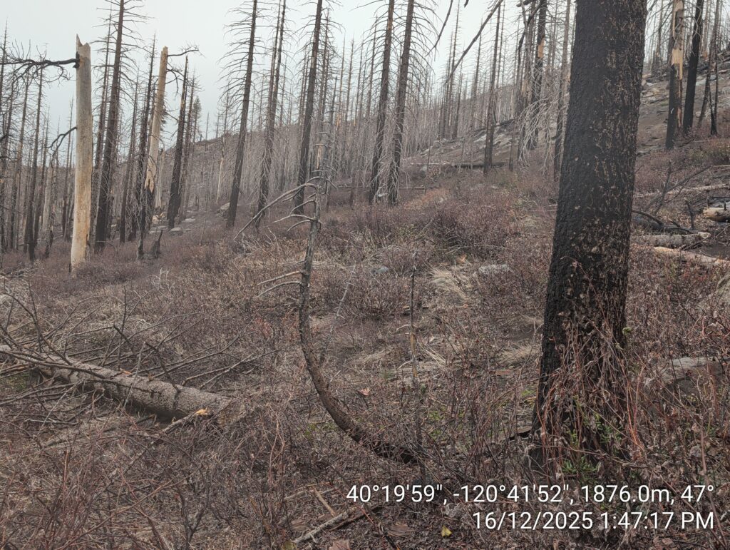 Illegal 70 + Acre Herbicide Application Photos and Evidence for the Lahontan Water Board 278 IMG 20251216 134717