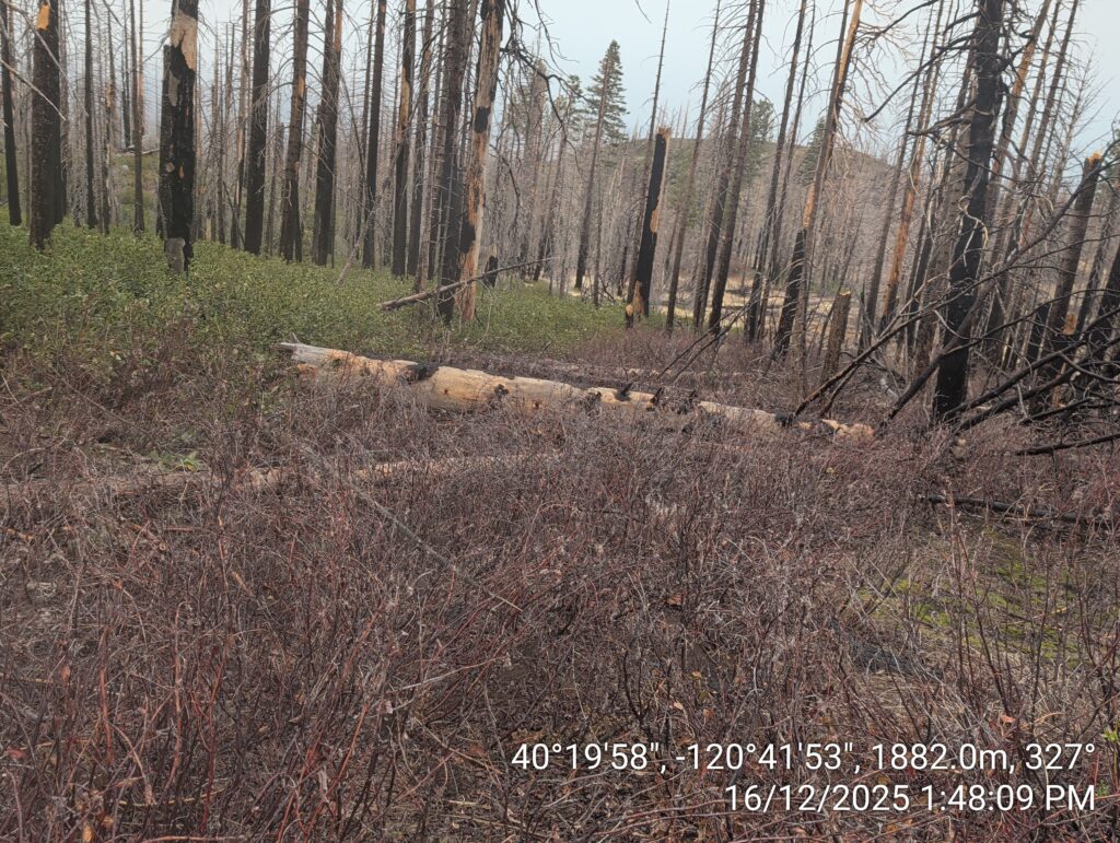 Illegal 70 + Acre Herbicide Application Photos and Evidence for the Lahontan Water Board 281 IMG 20251216 134809