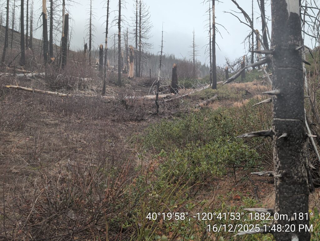 Illegal 70 + Acre Herbicide Application Photos and Evidence for the Lahontan Water Board 282 IMG 20251216 134820