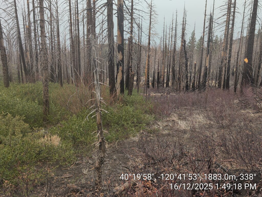 Illegal 70 + Acre Herbicide Application Photos and Evidence for the Lahontan Water Board 283 IMG 20251216 134918
