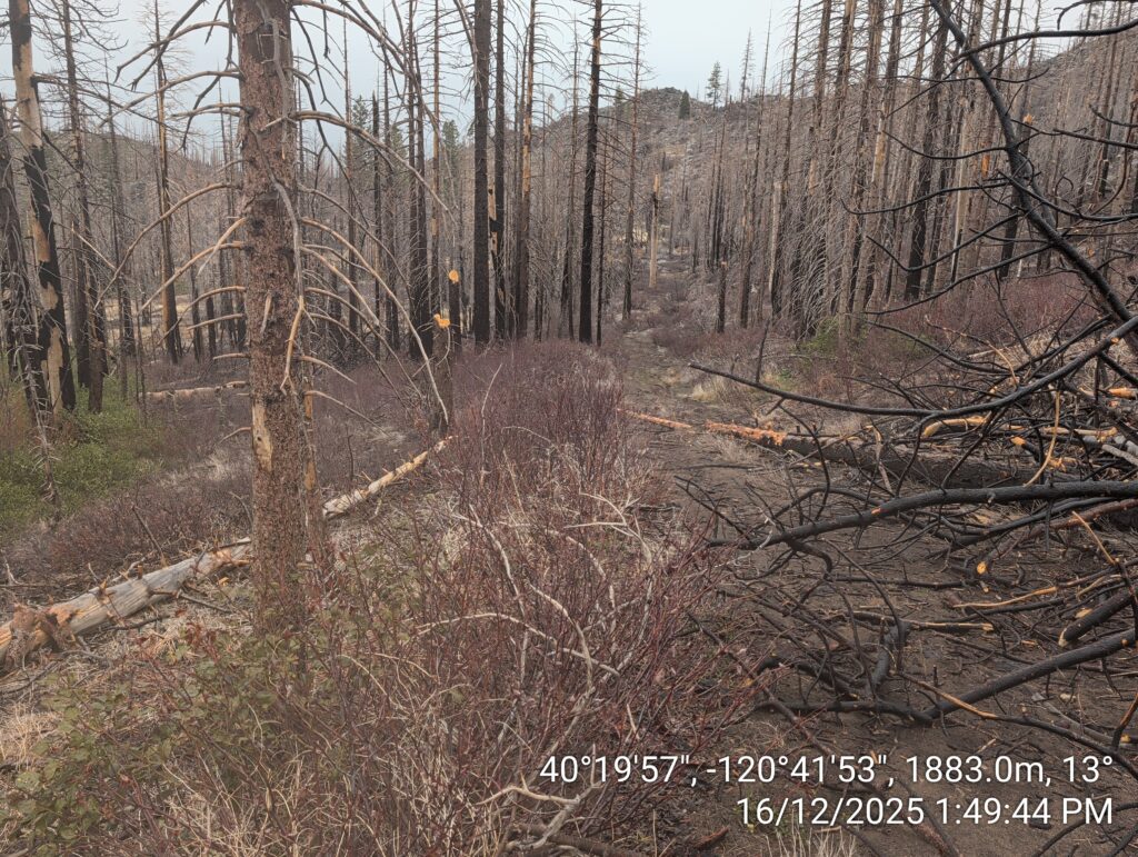 Illegal 70 + Acre Herbicide Application Photos and Evidence for the Lahontan Water Board 285 IMG 20251216 134944