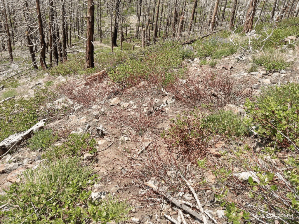 Illegal 70 + Acre Herbicide Application Photos and Evidence for the Lahontan Water Board 294 Screen Shot 2025 12 19 at 5.59.13 PM 1