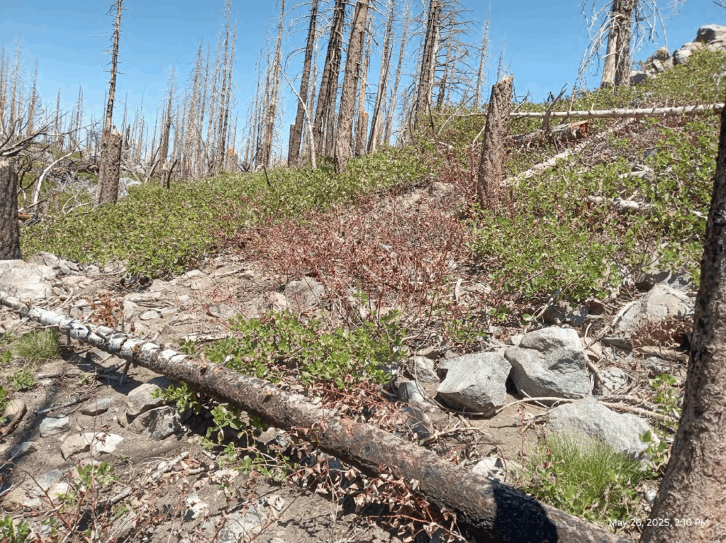 Illegal 70 + Acre Herbicide Application Photos and Evidence for the Lahontan Water Board 295 Screen Shot 2025 12 19 at 5.59.30 PM