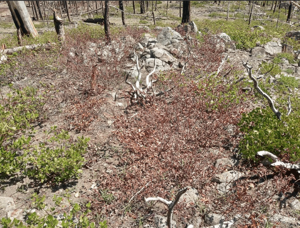 Illegal 70 + Acre Herbicide Application Photos and Evidence for the Lahontan Water Board 298 Screen Shot 2025 12 19 at 6.00.02 PM