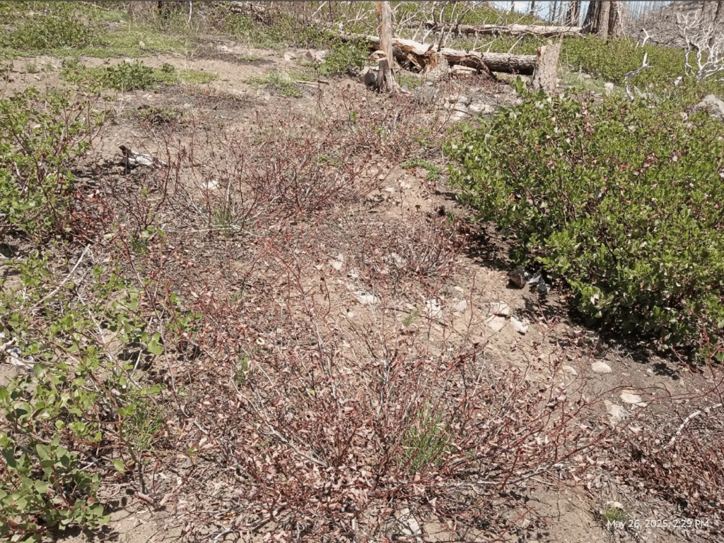 Illegal 70 + Acre Herbicide Application Photos and Evidence for the Lahontan Water Board 301 Screen Shot 2025 12 19 at 6.00.30 PM