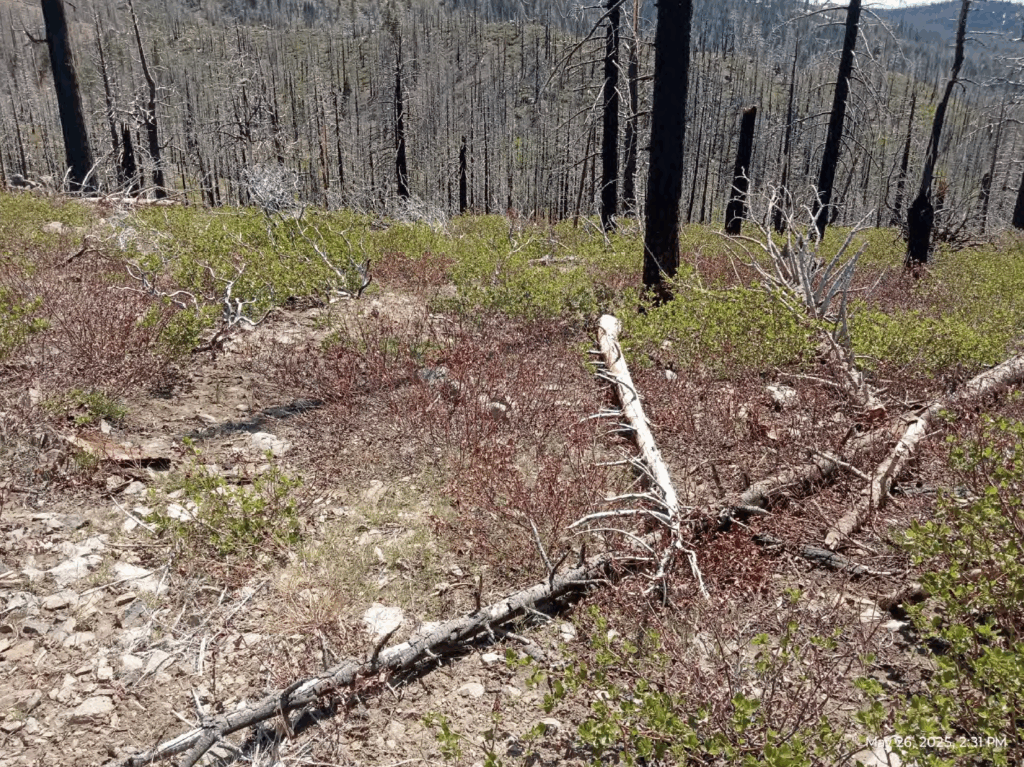 Illegal 70 + Acre Herbicide Application Photos and Evidence for the Lahontan Water Board 302 Screen Shot 2025 12 19 at 6.00.40 PM
