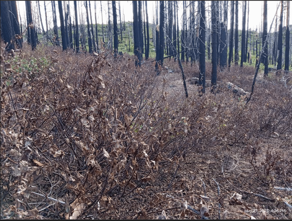 Illegal 70 + Acre Herbicide Application Photos and Evidence for the Lahontan Water Board 310 Screen Shot 2025 12 19 at 6.02.18 PM